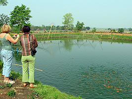 Fish Pond